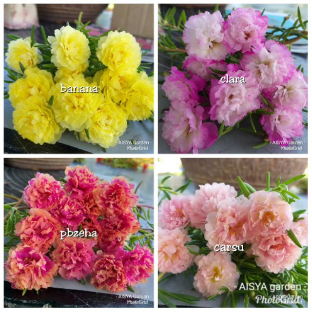 Ros Jepun Carnation P Shopee Malaysia