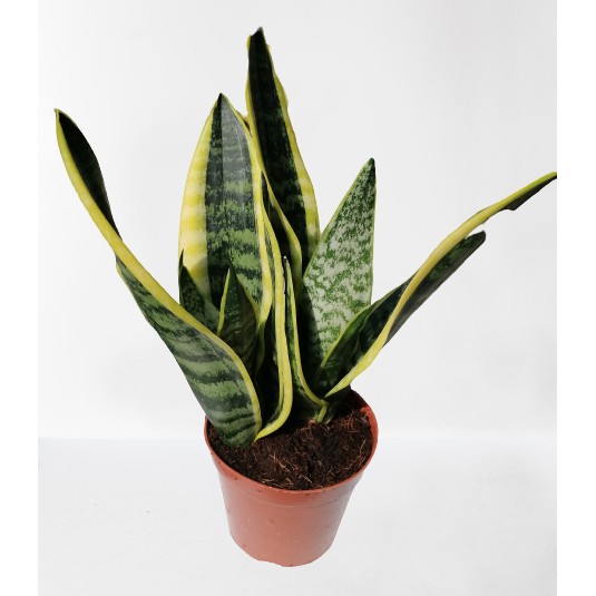 Sansevieria Trifasciata (snake Plant) 