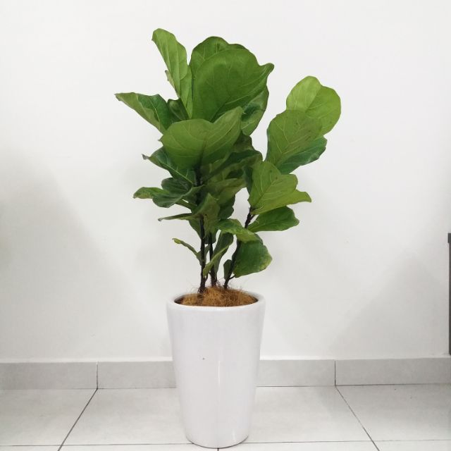 Hasil carian imej untuk shopee fiddle plant