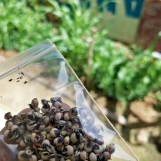 Biji benih rumput napier terbaik Napier sef Napier Biji benih rumput napier terbaik Napier sef Napier