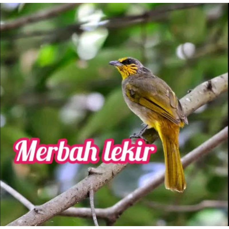 Burung Merbah Kuning - Ciri Khas Burung Merbah Jambul Dan Perbedaan ...