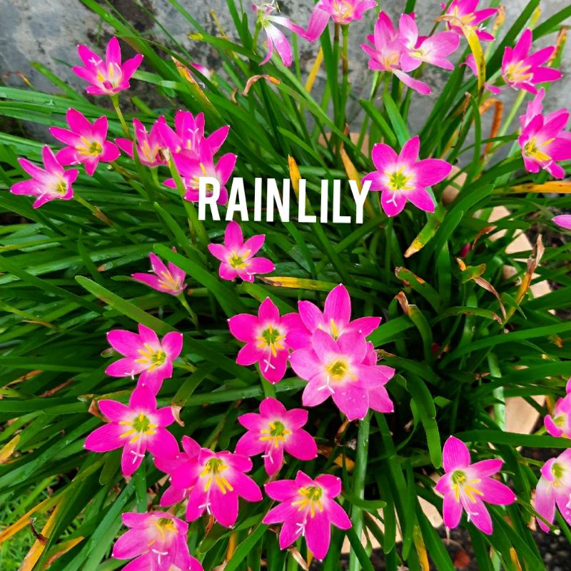 Pokok Bunga Rain Lily Pink (10 bulbs) RM8.00  Shopee Malaysia