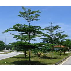 14++ Pokok teduhan di rumah info