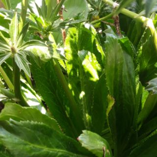 Pokok Tomyam salah satu pokok herba Malaysia yang menjadi herba