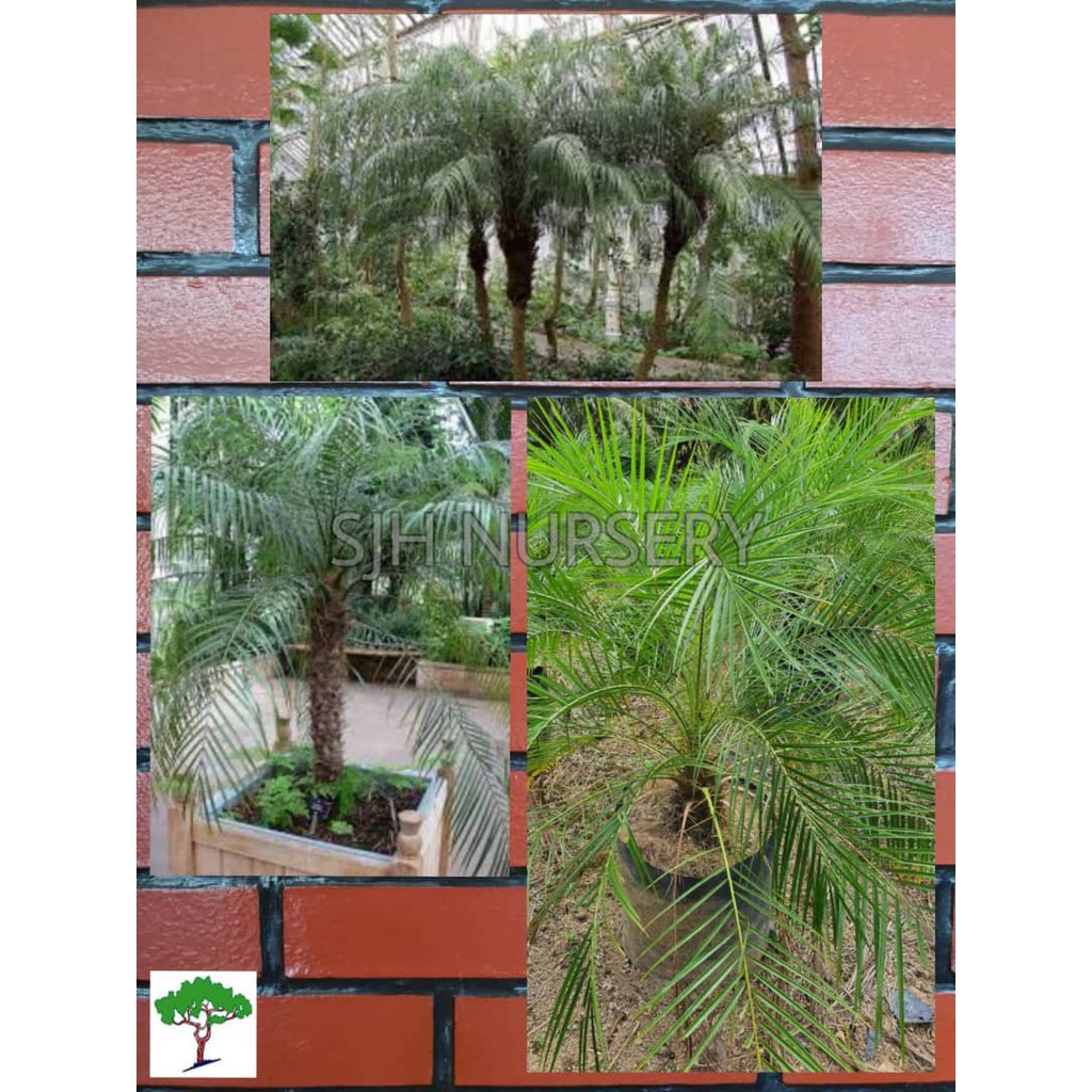 SJH - Anak pokok miniature date palm / Phoenix roebelenii / 软叶刺葵 [Real Plant/Live Plant/Pokok Hidup]