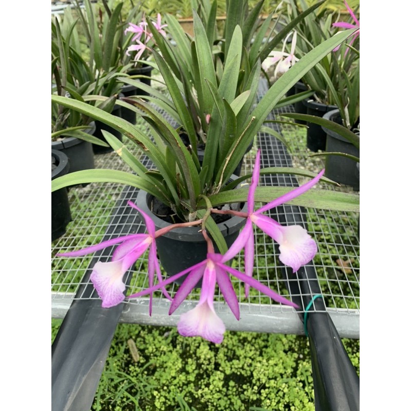 Brassocattleya jairak kiku Shopee Malaysia