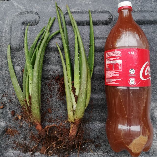 ALOE VERA PLANT / ANAK POKOK LIDAH BUAYA / ALOEVERA / 20cm to 30cm root