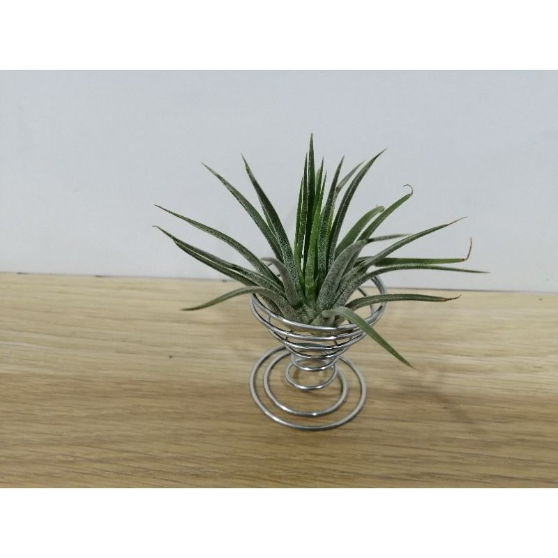 Air Plant Rubra 空气花空气草空气凤梨空气花鲁布拉 Shopee Malaysia