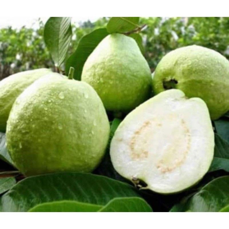 Buah Jambu Batu manis dan rangup