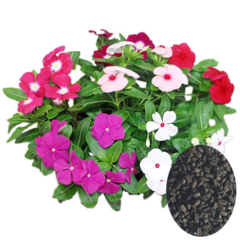 HOT 20pcs 12 Warna Pilihan Benih Vinca Vinca Seeds HOT 20pcs 12 Warna Pilihan Benih Vinca Vinca Seeds