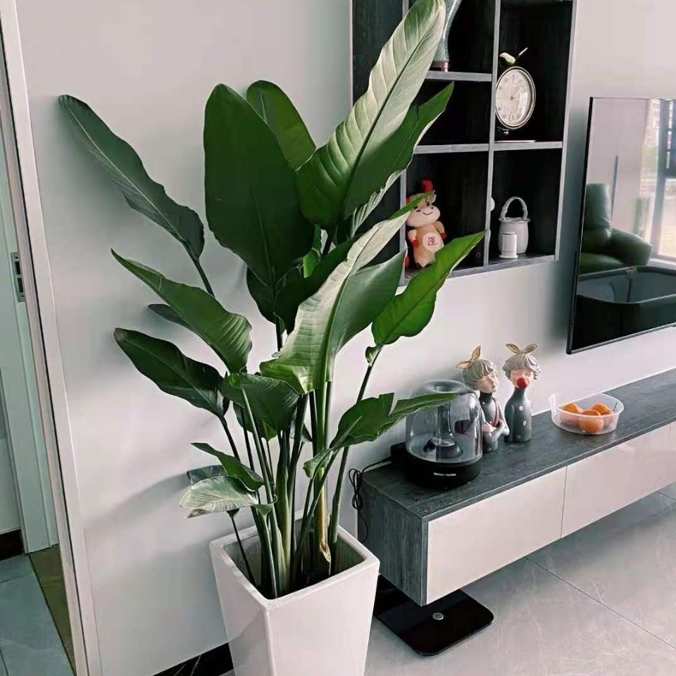 Bird of Paradise Potted Green Plants Indoor Streli | Shopee Malaysia