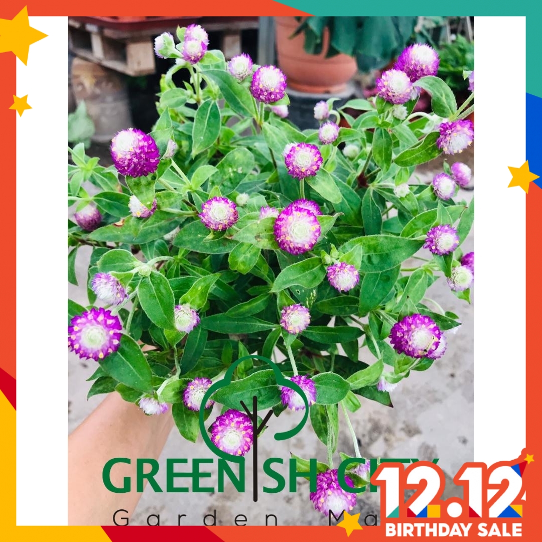 Gnc Gomphrena Pink Live Plant Pokok Bunga Outdoor Button Flower Bunga Butan