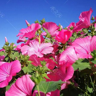 Beautiful Flower Sunflower Seeds Easy To Plant Four Sea美丽花葵花种子易种四季常青花期长庭院绿化大 花花草植物种子j0cxf453vq4 6 Shopee Malaysia