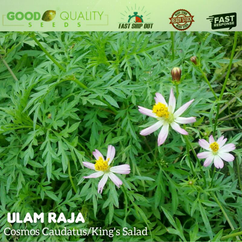 50PCS Biji benih ULAM RAJA/Cosmos Caudatus/King's Salad | Shopee Malaysia
