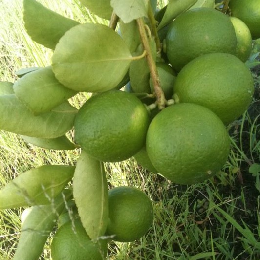 Limau Nipis Segar Dari Ladang 1kg Shopee Malaysia