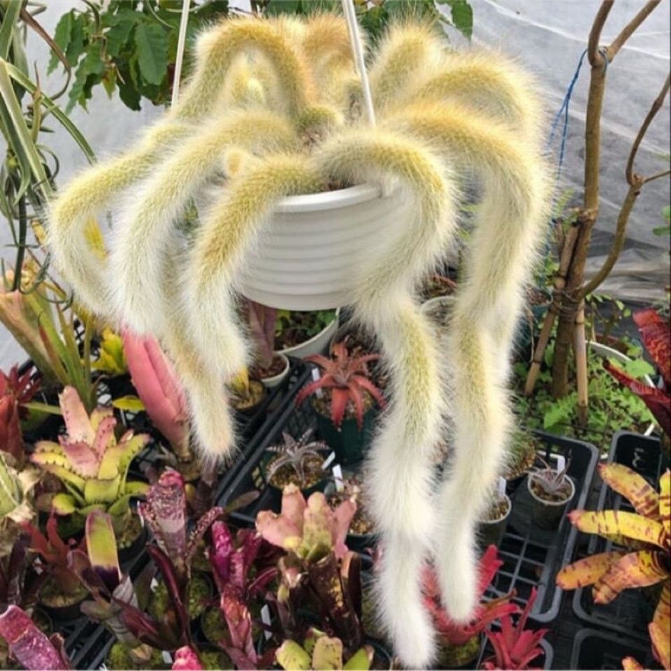 Succulent Plants 居家必备 九尾狐多肉植物正版猴尾柱软毛猴尾巴垂吊软毛仙人掌多肉植物 Shopee Malaysia