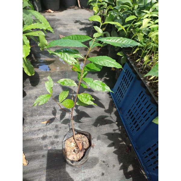 Pokok Serai Kayu Pucuk Samak Shopee Malaysia