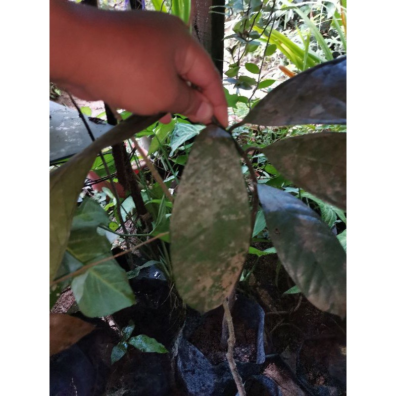 Pokok Gajah Beranak Kayu Hujan Panas Tas Byk Khasiatnya Mistik Shopee Malaysia