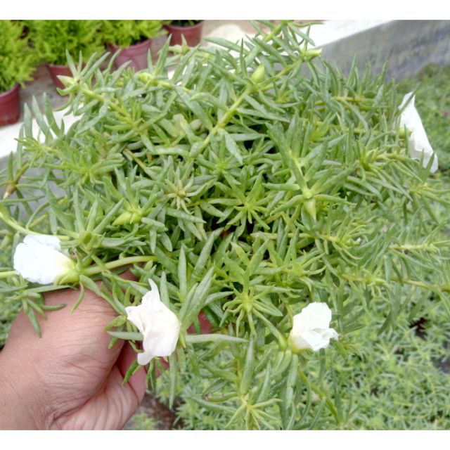 Anak Pokok Bunga Ros Jepun Putih Live Plants White ...