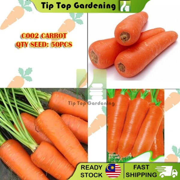 Carrot Species Seeds Flower Goddess Vegetable Flower Fruit Herb Seed Shopee Malaysia