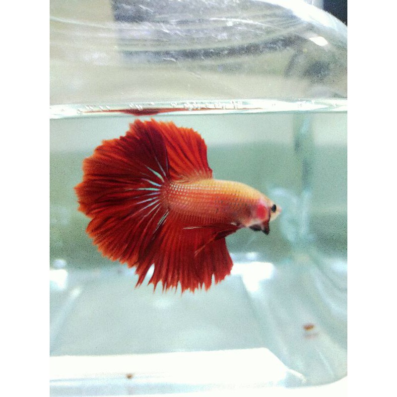 Betta Fish Hm Rosetail Shopee Malaysia