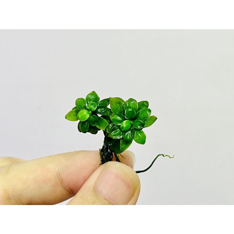 Anubias Mini Bonsai Aquatic Aquarium Plant Shopee Malaysia