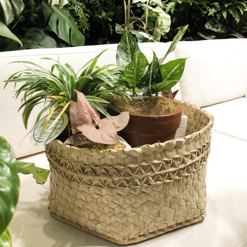 DU AYAM - Woven Basket - Toba