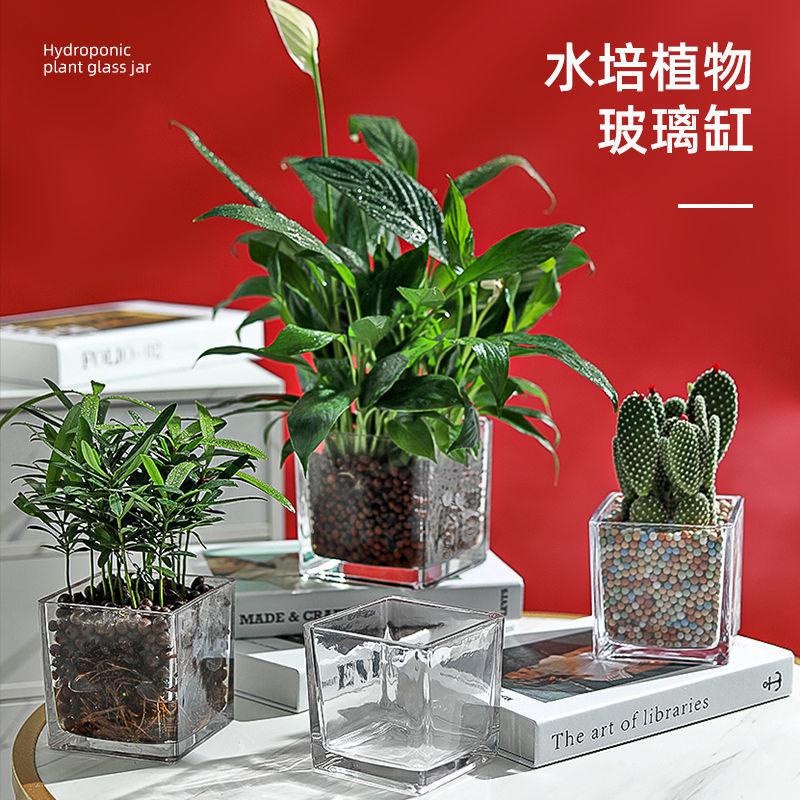 Get gifts/QMHydroponic Vessel Simple Flower Pot Square Glass Vase Transparent Scindapsus Aureus Aquatic Plant Turtle Ja