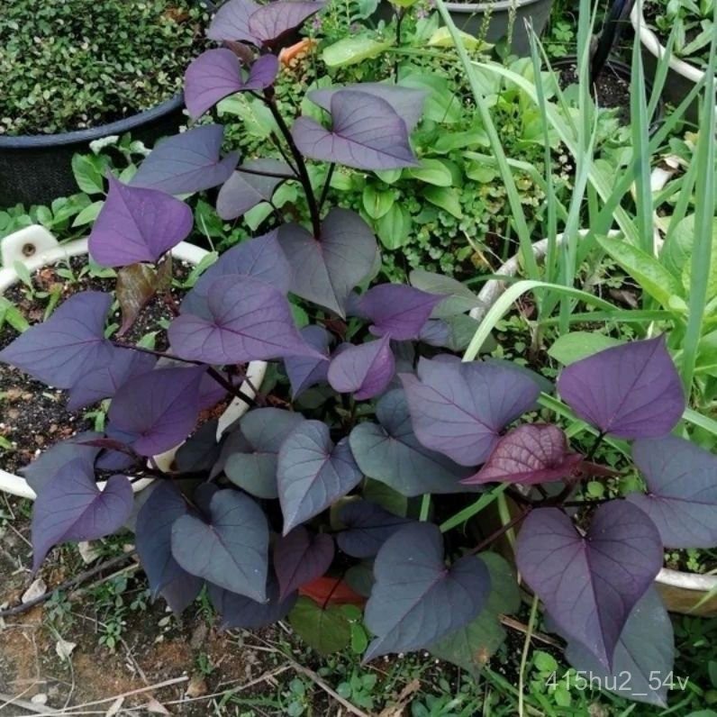 (Hot Sale)Purple Leaf Sweet Potato Seedlings Purple Leaf Sweet Potato Leaf Sweet Potato Leaf Sweet Potato Leaf Sweet Pot