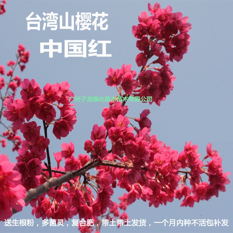 Anak Pokok Ceri Cina Hongshan Vila Tahan Sejuk Halaman Rumah Berbunga Hijau Tumbuh-Tumbuhan Ceri Anak Pokok Lanskap Bons