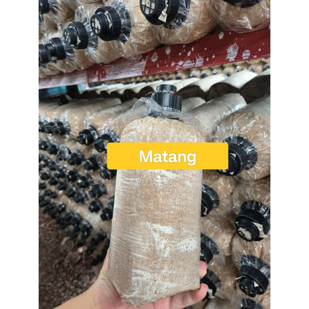 Bongkah Cendawan Tiram Kelabu ( Benih F1 )MATANG