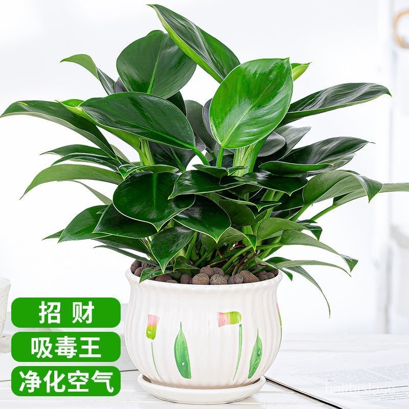 Get gifts/HY-6/Bonsai Green Princess Potted Plant BRICS Office Indoor Flowers Easy to Keep Absorb Green Plants Amazon Ma