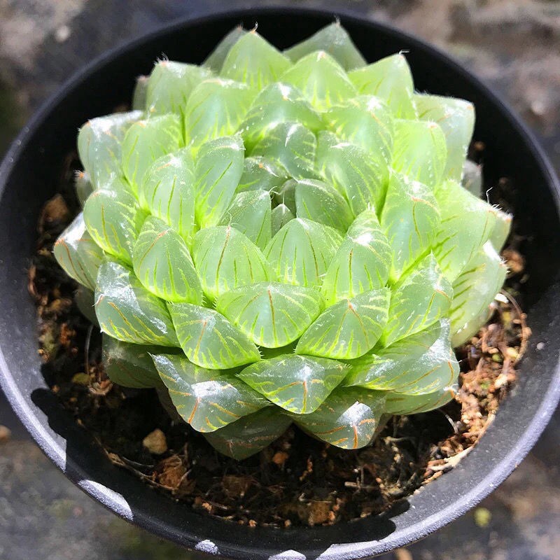 Yulu Succulent Succulent Plant 12 Rolls Flower Pot Gold Ice Lantern Indoor Pot Factory Wholesale Amazon