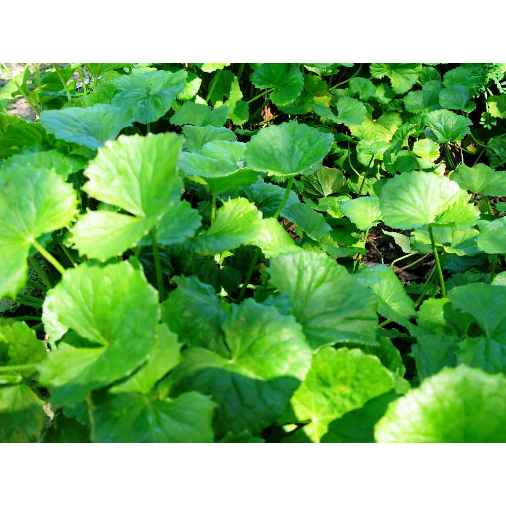 Anak pokok pegaga ulamanFruit Nursery Malaysia Shopee Malaysia