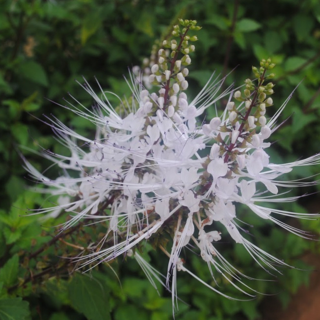 Anak pokok misai kucingFruit Nursery Malaysia Shopee Malaysia