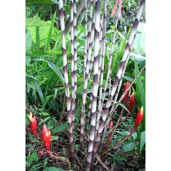 Anak Pokok Bamboo Costus/Zebra Bamboo Ginger Shopee Malaysia