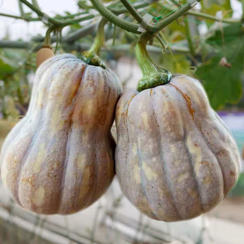 Taiwanese Sweet Pumpkin 3 seeds / Labu Manis Taiwan 台湾甜南瓜籽