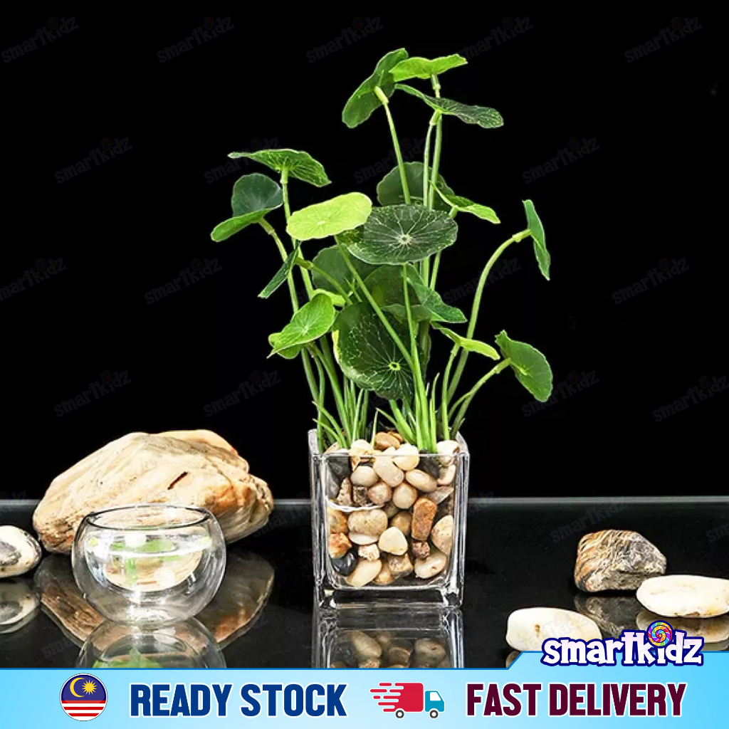 [1Stalk] Artificial Water Plants | Copper Money Grass Pilea | Indoor ...