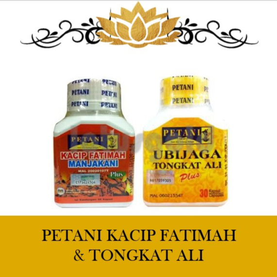 PETANI KACIP FATIMAH & UBI JAGA TONGKAT ALI