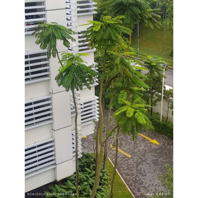 Pokok schizolobium parahyba tower tree, Brazilian Fern Tree, Brazilian