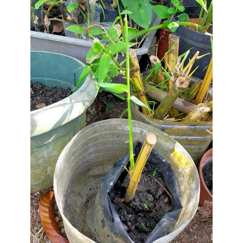 Anak pokok buloh kuning. | Shopee Malaysia