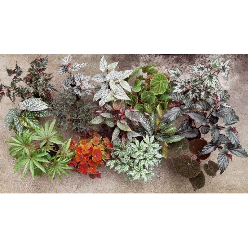 NMS / Begonia Rex / Asam Batu / Begonia Plant (New Varieties Will slowly  upload SOON ?) ??? (12CM Pot Size) | Shopee Malaysia