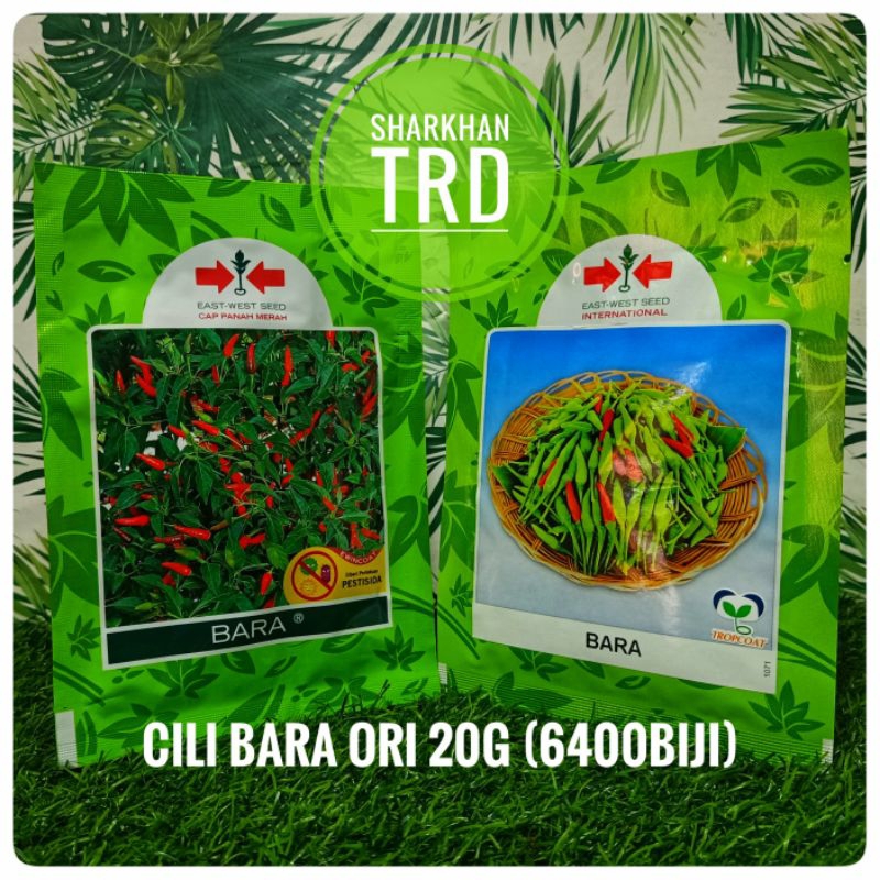 New StockPaket Cili bara 20gm @ 6400 biji Cili BARA (Ori) Cili Api Padi F1 Hybrid Seeds Cap Panah Merah East West Seed