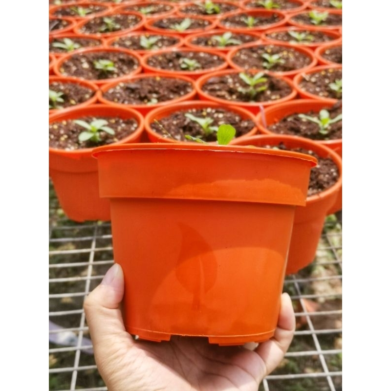 WHOLESALE DIAMETER 15CM FLOWER POT Plastic Flower Pot Bunga Pasu /5'' PASU BUNGA GARDENING TOOLS PLANTING DECOR