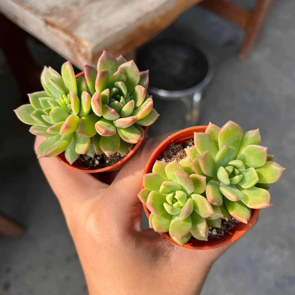 GPS Green Plant Society live Succulent Sedeveria Markus 马库斯多肉