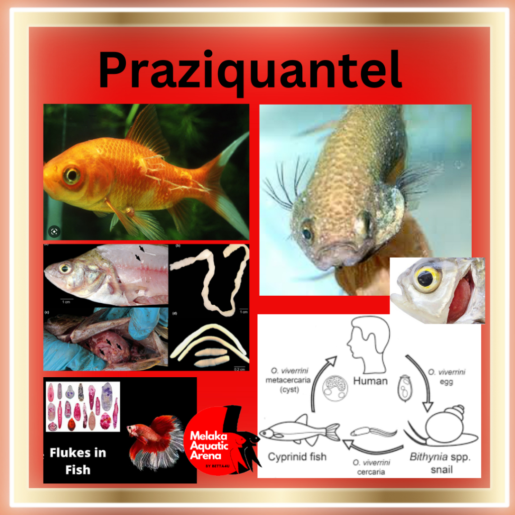 Praziquantel for fish/ Aquarium fish illness/ Fish Dewormer/ Ubat