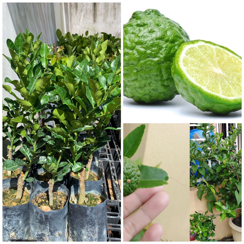 Anak pokok limau Purut Hybrid