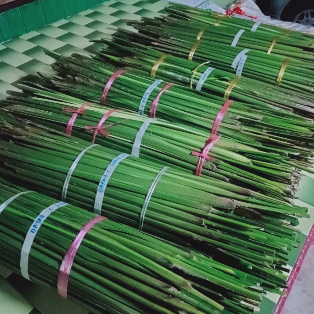 DAUN PALAS KETUPAT PALAS MASIH DALAM PELEPAH GRED AAA