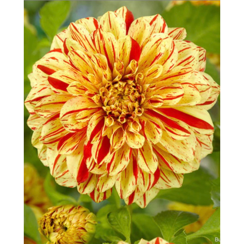 Dahlia Madame 2 pcs seeds imported from europe highly germinated