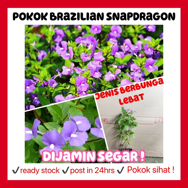 rina • pokok Brazilian snapdragon • otacanthus caeruleus bunga hidup live plant flower Amazon blue outdoor indoor plant